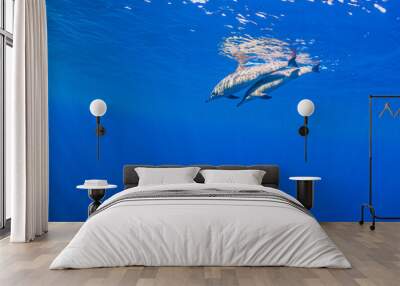 Two spinner dolphins swimming just below surface of clear blue ocean Wall mural