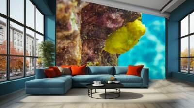 Yellow frogfish perched on coral in reef underwater in tropical ocean Wall mural