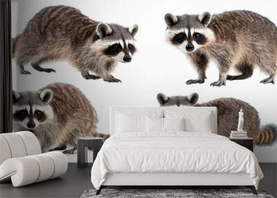 Set and group of raccoons, isolated Wall mural