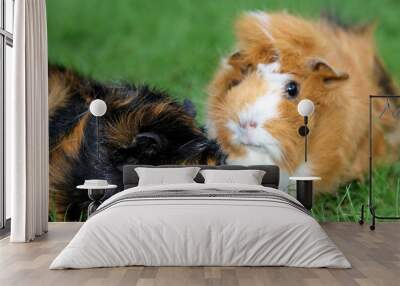 Two guinea pigs Wall mural