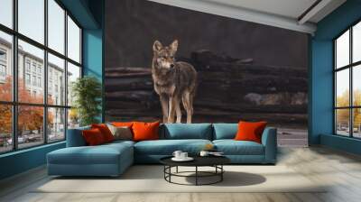 Coyote Wall mural