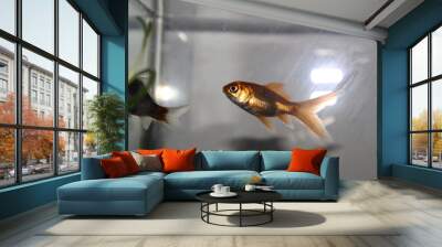 fish in aquarium Wall mural