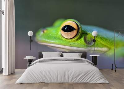 green tree frog eye Wall mural