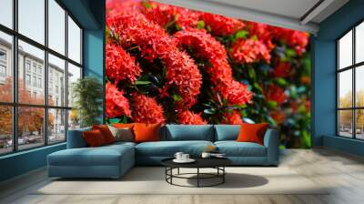 beautiful red ixora flower garden in summer Wall mural