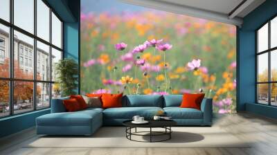 Pink and yellow cosmos flower field background.Beautiful cosmos flower natural garden in countryside.Flower field in summer concept. Wall mural