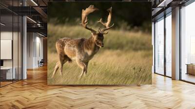 Fallow deer during the rutting season Wall mural