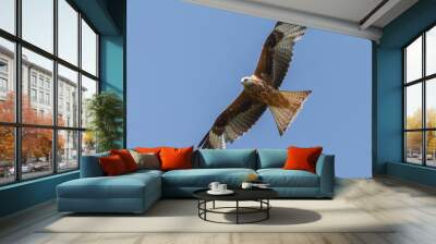 Red kite in flight Wall mural