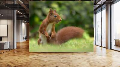 Red Squirrel Wall mural