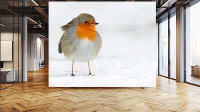 robin in the winter Wall mural