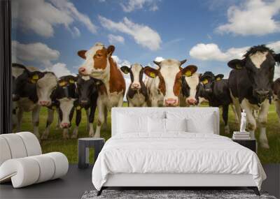 Team of Dutch cows Wall mural