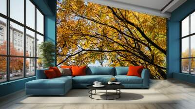 Tree branches adorned with yellow autumn leaves against a blue sky backdrop. High quality photo Wall mural