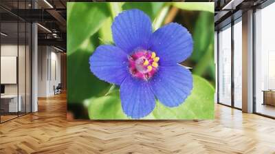 Anagallis arvensis. Pequeña hierba con flor azul.  Wall mural