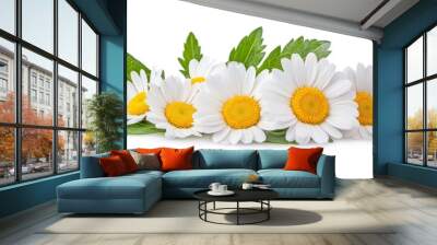 Close up of Daisy Flowers with leaves isolated on white background. Photography Stock. Wall mural