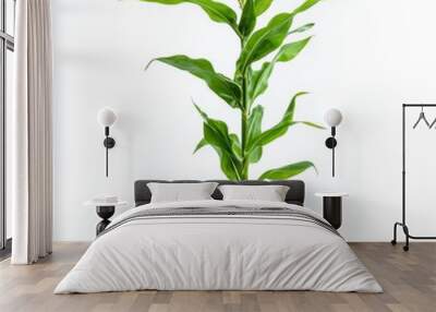 Close up of fresh green corn tree on an isolated white background  Wall mural