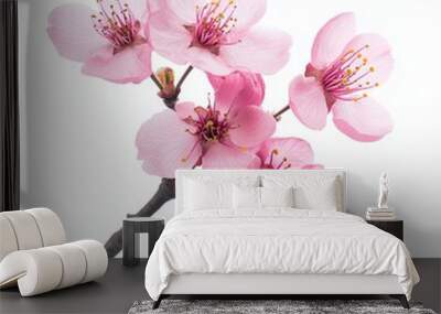 Pink Cherry Blossoms in Spring Isolated on a white background. Wall mural