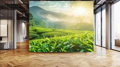 tea plantation in beautiful weather with sunshine Wall mural