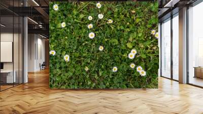 Garden ground with some daisies Wall mural