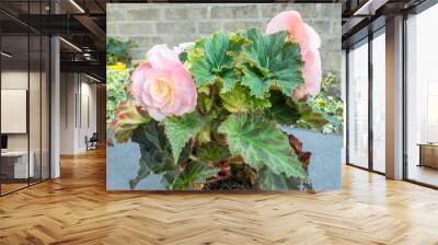 Tuberous Begonia with beautiful light pink double flowers. Dark green leaves with mosaic pattern. Wall mural