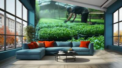 Asian farmer working in vegetable hydroponic farm, inspecting organic microgreen sprouts in greenhouse. Concept of local farming, small business, and healthy eating. Wall mural