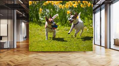 Jack Russell terriers playing fetch Wall mural