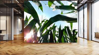 In the middle of a corn field looking up at the sunlit sky Wall mural