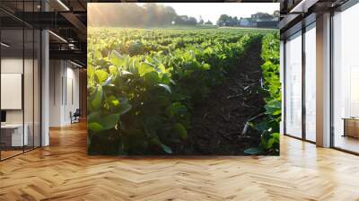 Low angle view dow a row of soybeans Wall mural