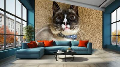 Playful cat Wall mural