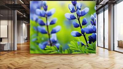 Baptisia australis, also called blue wild indigo or blue false indigo, is a plant with vibrant blue flowers that blooms in spring, suitable for a copy space image. Wall mural