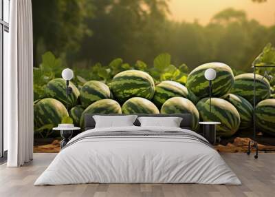 Harvesting fresh watermelons on a farm with a leafy tree plant in the background, ready for sale in the market, depicted in a copy space image. Wall mural