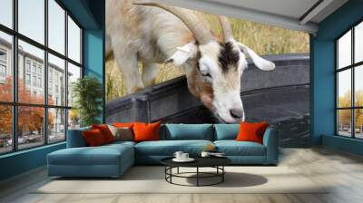 Horned goat drinking water from black rubber trough tub Wall mural