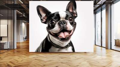 french bulldog isolated on white happy smile Wall mural