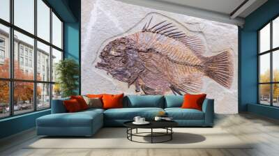 Diplomystus fish fossil from Green River Formation/ USA Wall mural