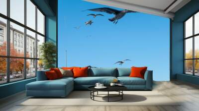 Seagull on blue background. European herring gull, Larus argentatus. Seagull flying in front of blue clouds. Wall mural