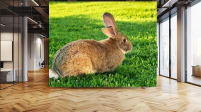 Flemish Giant rabbit, grey Wall mural