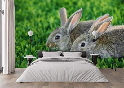 two grey rabbits in green grass outdoor Wall mural