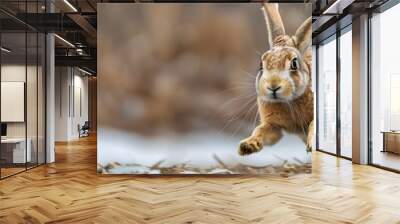 Speeding Arctic Hare Sprinting Across Snowy Tundra to Evade Predators with Impressive Agility and Swiftness Wall mural