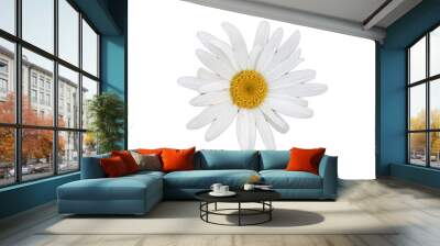 daisy isolated on white background Wall mural