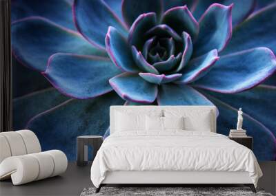 Succulent cactus background. Close up of teal and purple succulent cactus leaves texture wallpaper. Printable wall art. Selective focus Wall mural