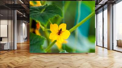 the flowering of cucumbers in the garden, on a blooming yellow flower Wall mural