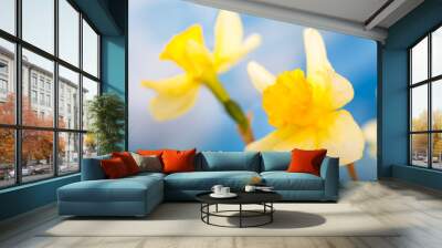 Narcissus flower. Narcissus daffodil flowers and blue sky background. Close up image. Wall mural