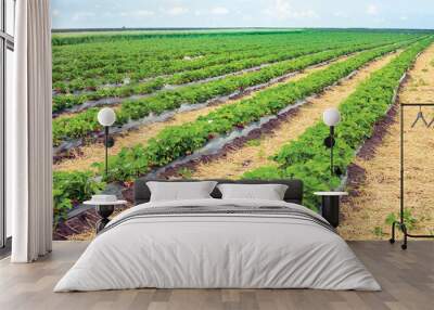 strawberry field with sky in the background Wall mural