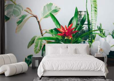 Flowering plants in stylish modern interior. Potted houseplants. Wall mural