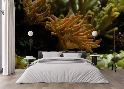 Sea anemones underwater. Aquatic animals. Underwater life. Wall mural