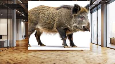 Wild boar illustration on white background macro rendering Wall mural