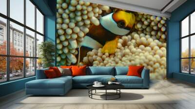 A two bar anemone fish in his home Wall mural