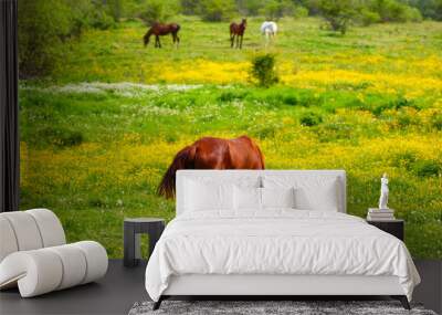 brown horse feeding on the grass. A horse grazing in the meadow. Wall mural