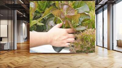 hands holding a plant Young healthy lady is handing her hand to harvest organic red cos lettuce in hydroponic organic clean salad vegetables farm, clean food for diet Wall mural