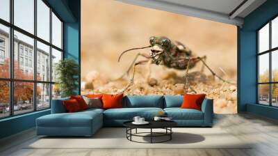 Northern Dune Tiger Beetle Cicindela hybrida, Czech Wall mural