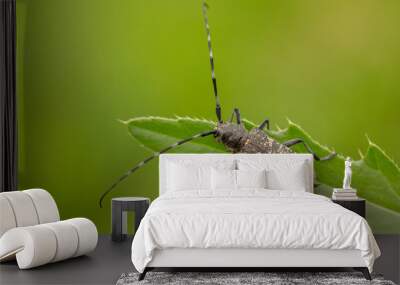 Small white-marmorated long-horned beetle Monochamus sutor in Czech Republic Wall mural