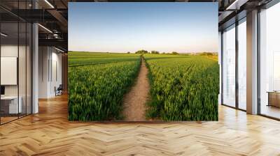 field of wheat Wall mural